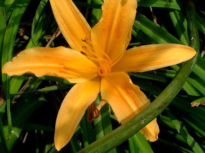 �w�����J���X(Hemerocallis)